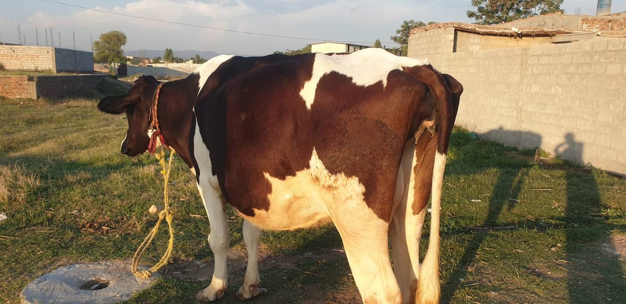 Friesian Cow For sale 0