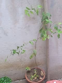 Multiple plants for sell at 4 thousand rupees only. All plants selling
