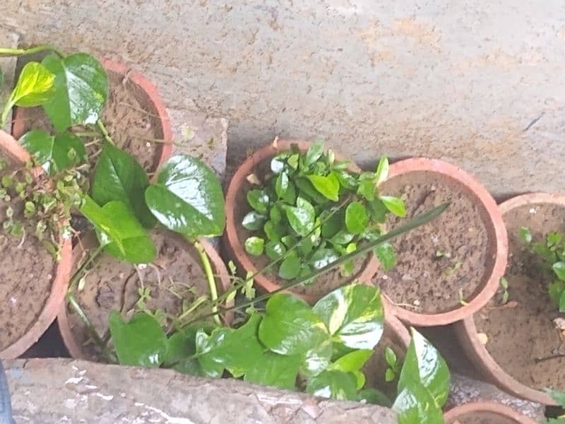 Multiple plants for sell at 4 thousand rupees only. All plants selling 1
