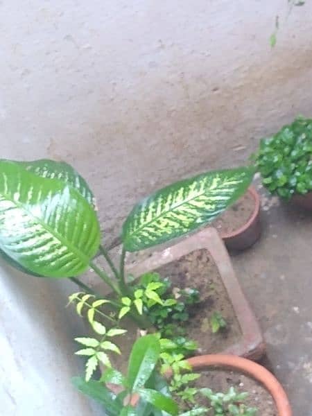 Multiple plants for sell at 4 thousand rupees only. All plants selling 2