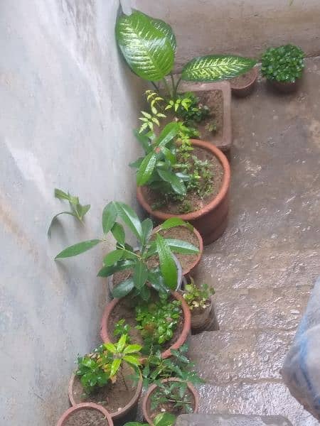 Multiple plants for sell at 4 thousand rupees only. All plants selling 3