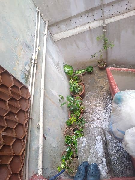 Multiple plants for sell at 4 thousand rupees only. All plants selling 4