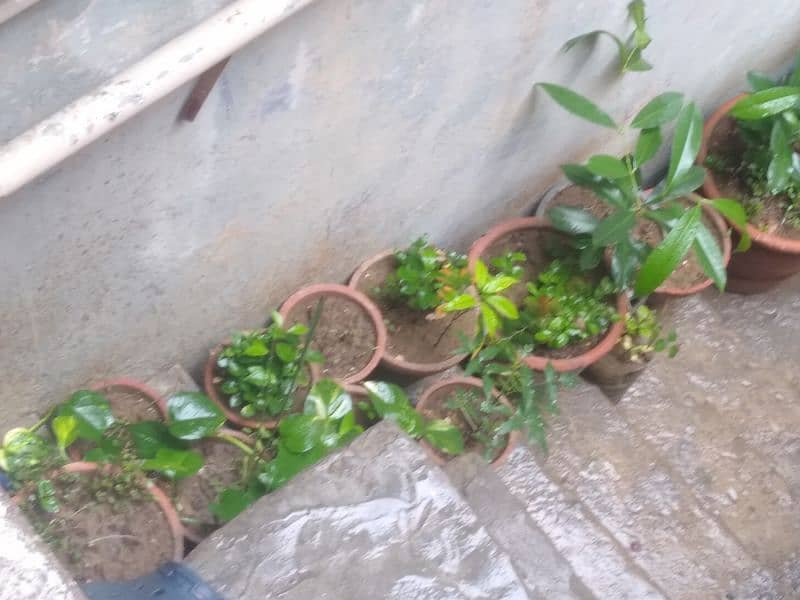 Multiple plants for sell at 4 thousand rupees only. All plants selling 5