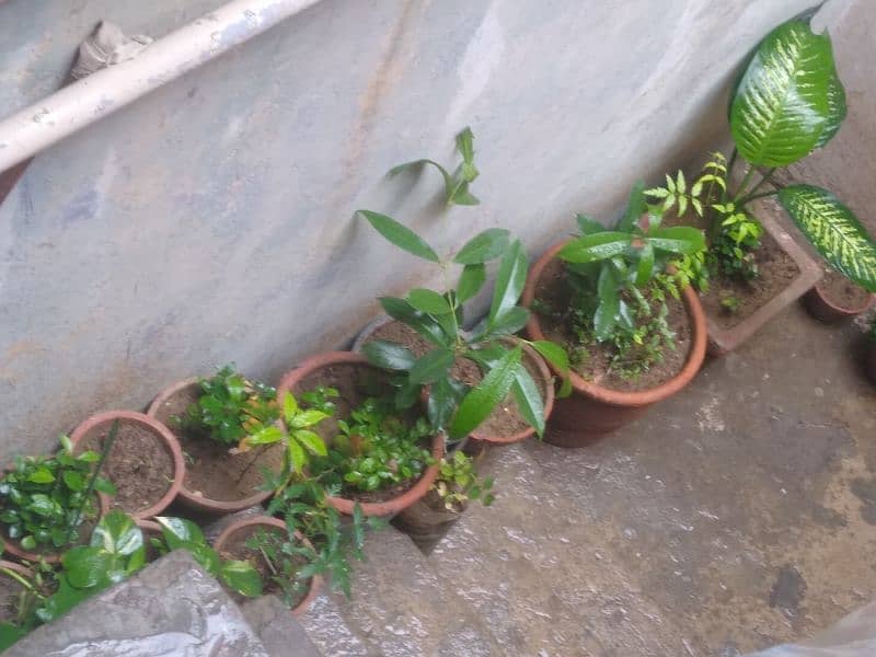 Multiple plants for sell at 4 thousand rupees only. All plants selling 6