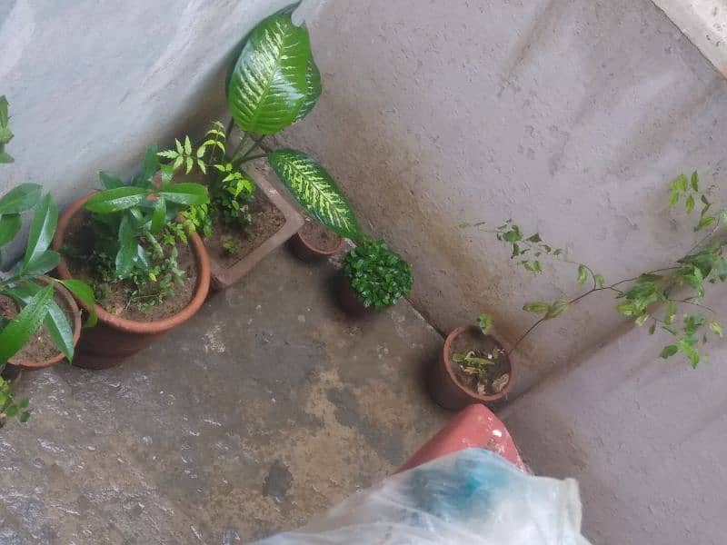 Multiple plants for sell at 4 thousand rupees only. All plants selling 7