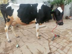jersey friesian cow / friesian dutch / bachri / cow for sale