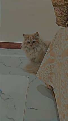 persian Male cat