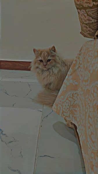 persian Male cat 0