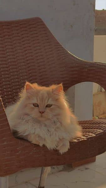 persian Male cat 1