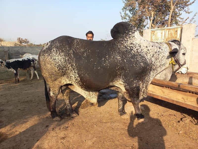 Choulistani Bull 2