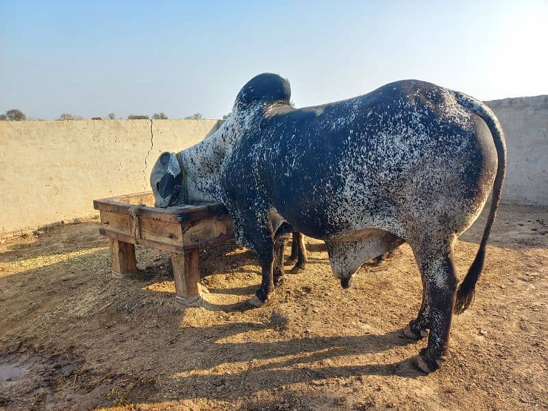 Choulistani Bull 3