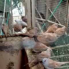 Red Dove for sale  03069145840 0