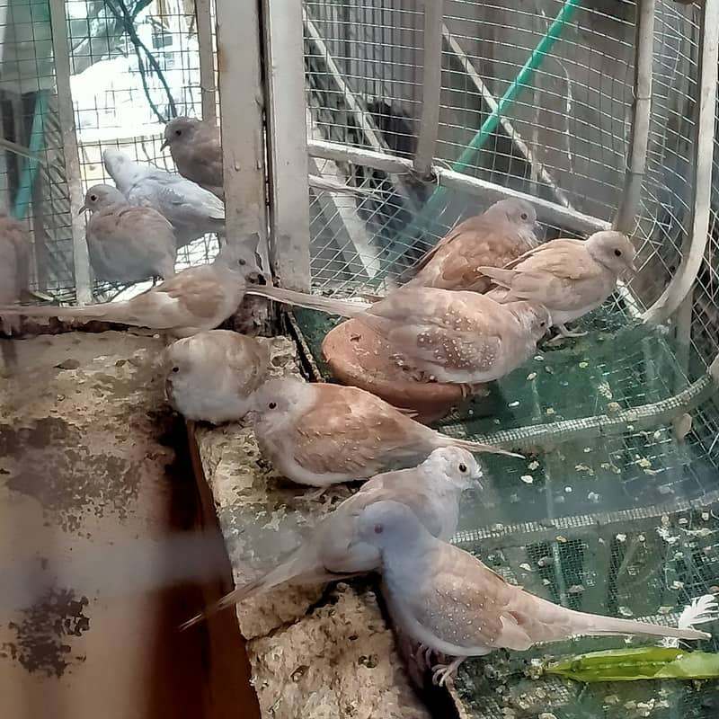 Red Dove for sale  03069145840 1