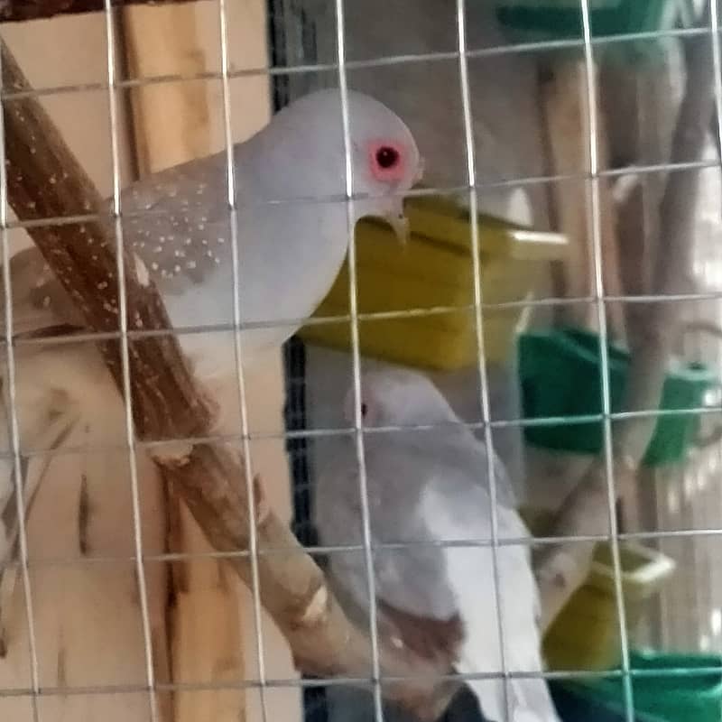 Red Dove for sale  03069145840 3
