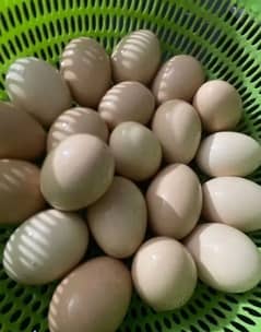 12 desi eggs