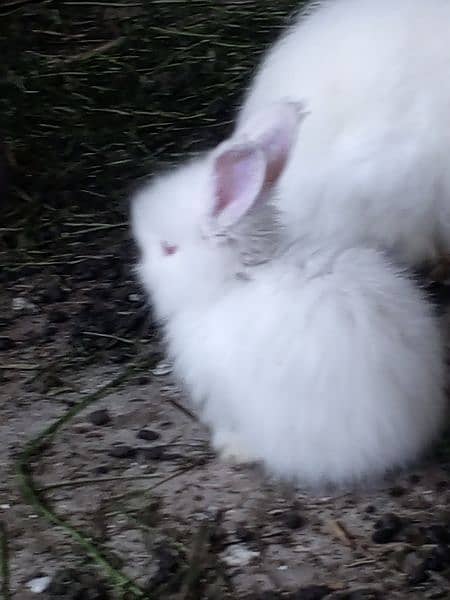 angora rabbit bunny 1
