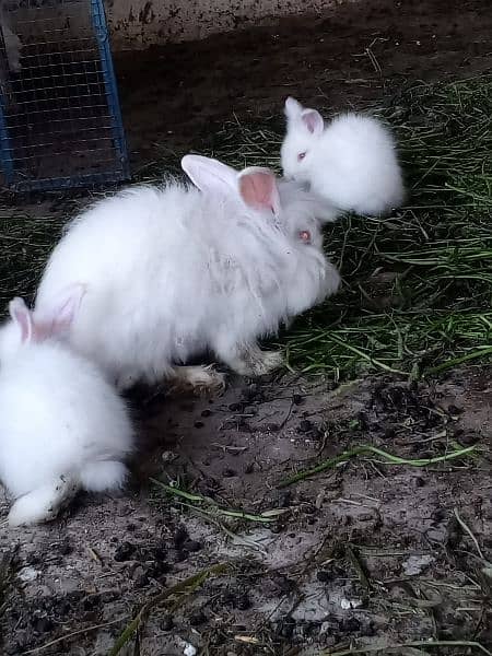 angora rabbit bunny 2