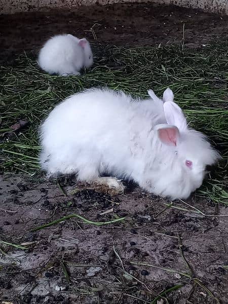 angora rabbit bunny 3