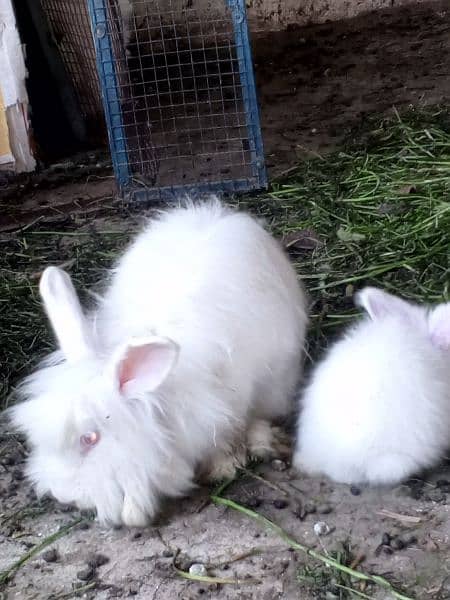 angora rabbit bunny 4
