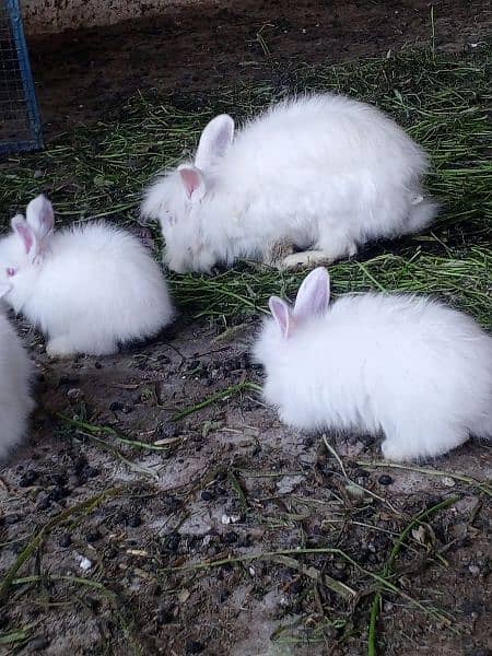 angora rabbit bunny 5