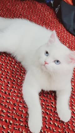 triple coated persian cat