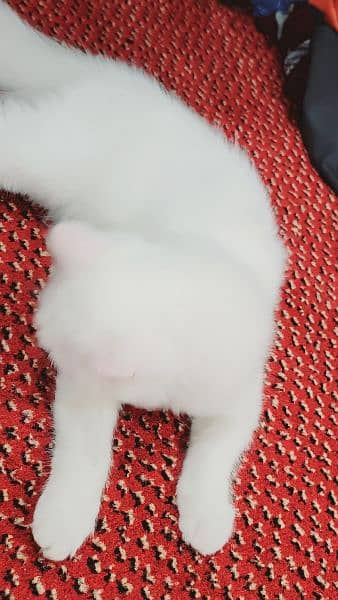 triple coated persian cat 3