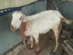 healty goat for qurbani