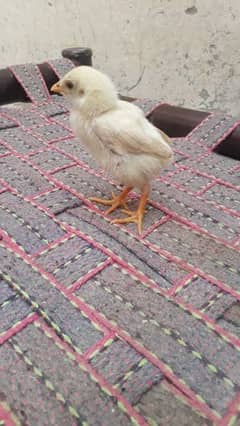aseel heera۔ chicks 0