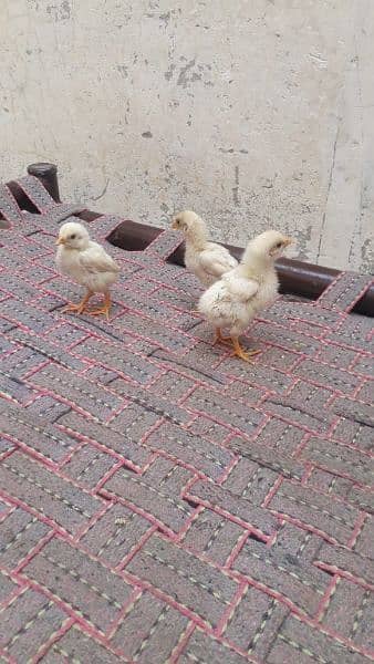 aseel heera۔ chicks 2