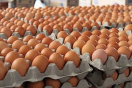 loman brown eggs in bulk 24rs