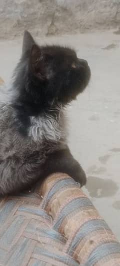 Persian cat male grey nd black