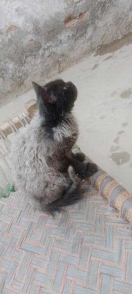 Persian cat male grey nd black 1