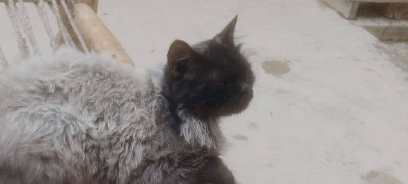 Persian cat male grey nd black 3