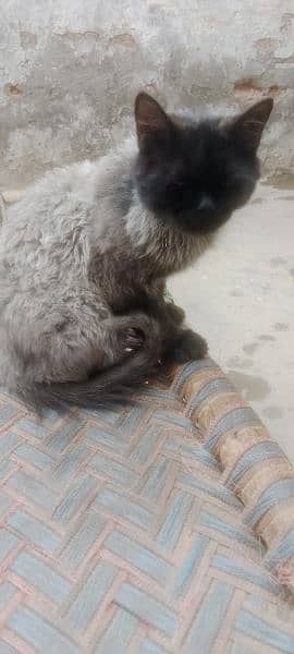 Persian cat male grey nd black 4