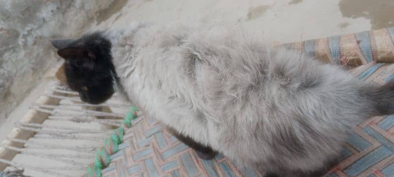 Persian cat male grey nd black 5