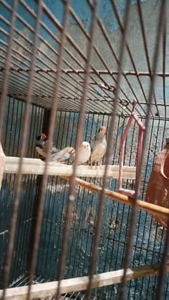Finches & Australian For sale