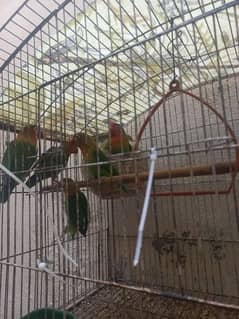 home breed love bird breeder pair with eggs and also available chicks.