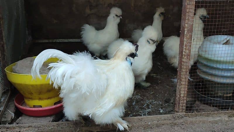 COCO BRAHMA white silkie blue polish Bentem & Fancy Hens eggs chicks 1