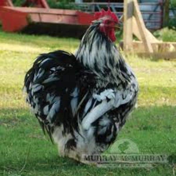 COCO BRAHMA white silkie blue polish Bentem & Fancy Hens eggs chicks 11