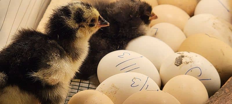 COCO BRAHMA white silkie blue polish Bentem & Fancy Hens eggs chicks 15