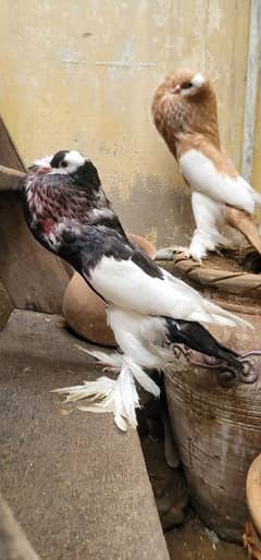 pouter pigeon piar healthy and active first bread krega ghr k pathy he