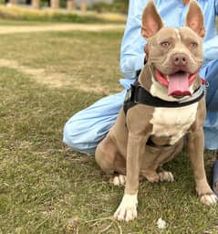 American Pitbull for sale colour : champagne (rare) Age : 12 months