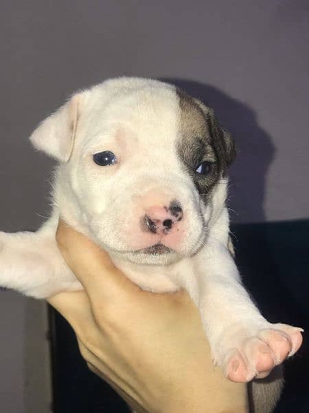 pitbull puppies for sale 0
