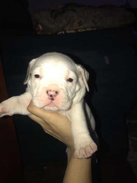 pitbull puppies for sale 1