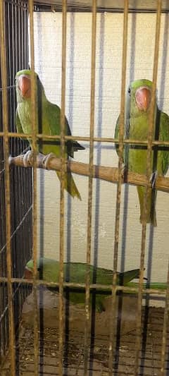parrot chiks pair