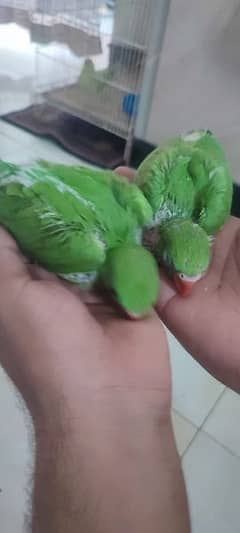 green ringneck home breed bachy .