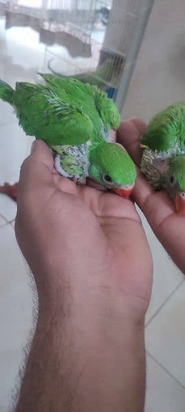 green ringneck home breed bachy . 1
