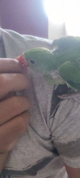 green ringneck home breed bachy . 2