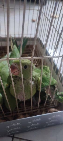 green ringneck home breed bachy . 4