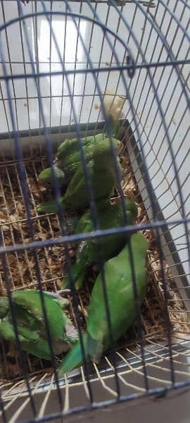 green ringneck home breed bachy . 5